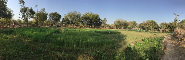 first cut of oats was at the end of the month